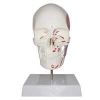3 Parts PVC Human Painted Skull Model