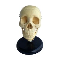 Human Anatomical Medical Science Skull Model With Cervical Spine
