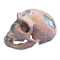 Medical Anatomical Skull Model Of Cr-Magnon Skull
