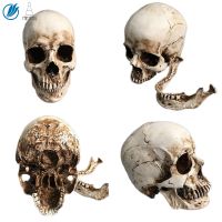 Life Size Human Head Skull Model