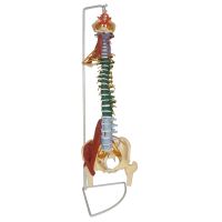 Human Flexible Plastic Spine Vertebrae Model