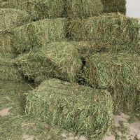 Sell Timothy Hay For Horses