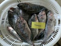 tilapia wgs/gutted&scaled tilapia