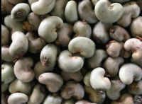 Sell high quality raw cashew nuts