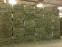 Buy Organic Alfalfa Grass Hay/ Alfalfa Hay Pellets For Animal Feed For Sale Bulk UK