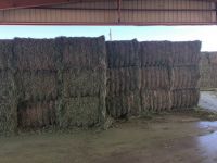 2023 Alfalfa Hay / Cattle Alfalfa Hay / Alfalfa Baled Manufacturer