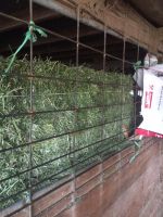 Alfalfa Hay Animal Feeding Stuff Alfalfa/alfalfa hay pellets Timothy Hay/ Alfafa in Bales