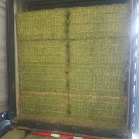 Fresh Alfalfa Hay for Animal feed Natural Cattle Alfalfa Hay Animal Feed for sale