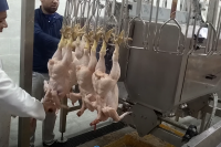 poultry slaughterhouse 300 b/h
