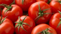 Fresh/ Canned Red Cherry Tomato