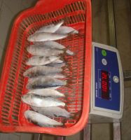 Sell Frozen Sardine (Sardinella Longiceps)