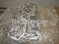 Sell  Frozen Sardine HGT.