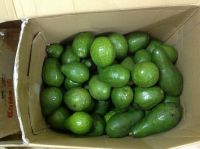 Sell Fresh Avocado From Vietnam (034, Wax, Hass, Booth, ...)