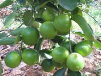 Sell Fresh Avocado In Harvest (034, Hass, Booth, Hass, ...)