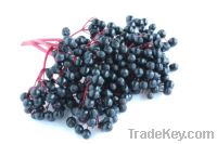 Elderberry Extract, Powder