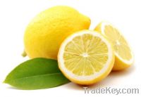 Lemon Juice Powder, Extract, Concentrate