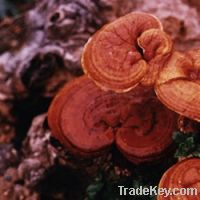 Reishi Mushroom Extract, Organic, Powder, Concentrate