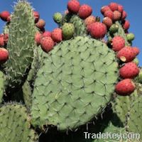 Nopal Powder, Organic, Extract, Concentrate