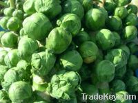 Brussel Sprouts Powder