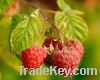 Raspberry Juice Powder