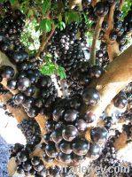 Jabuticaba Powder, Extract, Concentrate, Juice Powder, Fruit Powder