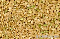 Organic Brown Rice Protein Powder 80%