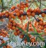 Organic Sea Buckthorn Juice Powder