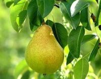 Pear Juice Powder