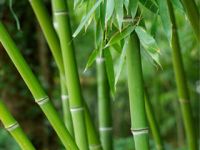 Bamboo Shoot P.E. 40% Powder