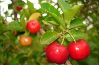 Acerola P.E. 17% Powder, Vitamin C