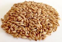 Barley feed