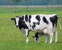 Holstein Heifers/COWS