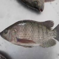 TILAPIA FISH