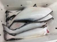 Pacific Halibut , Greenland Halibut...