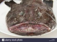 Fresh Monkfish