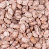 South Africa light speckled sugar wholesale price of pinto beans