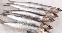 Fresh Anchovy Fish