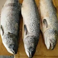 Fresh Atlantic Salmon, HG Chum Salmon