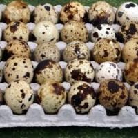 Healthy Top Graded Quail egg for Sale