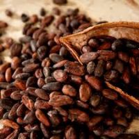 Dried Raw Dried Raw Cocoa Beans