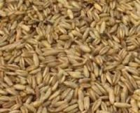 Animal Feed Oats