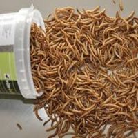 Dried mealworm pupa treat for poultry and livestock, dried mealworm pupa from Qingdao