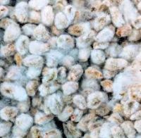 Cotton Seed Hull / Raw Cotton / Cotton Linter