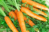 FRESH CARROT