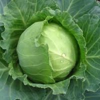 FRESH CABBAGE