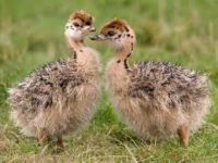 100% HEALTHY OSTRICH CHICKS FOR SALE