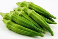 Fresh Okra Lady Finger /Fresh Green Okra/Okro For Sale