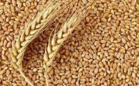 Bulk Wheat Grain For Sale