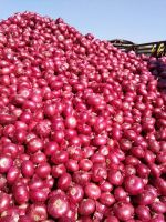 Red Fresh Onions