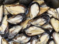 Mussels